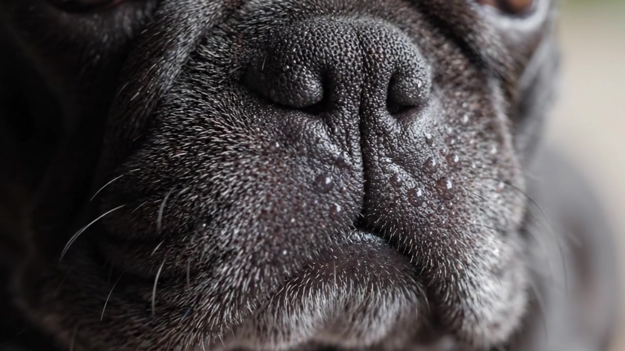 Primer plano de la cara de un adorable pug capturando texturas y expresiones únicas, destacando las complejidades de su hocico y rasgos en un momento conmovedor.
