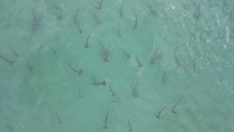 a school of juvenile hammerhead sharks hunting for prey in the shallow ocean water