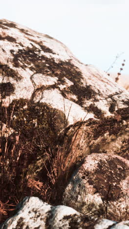 closeup of moss and grass growing on a rock