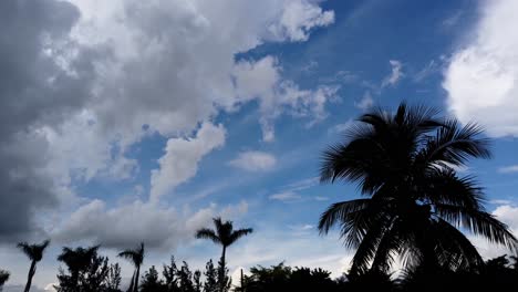 nubes rodando sobre palmeras en el lapso de tiempo del sur de florida