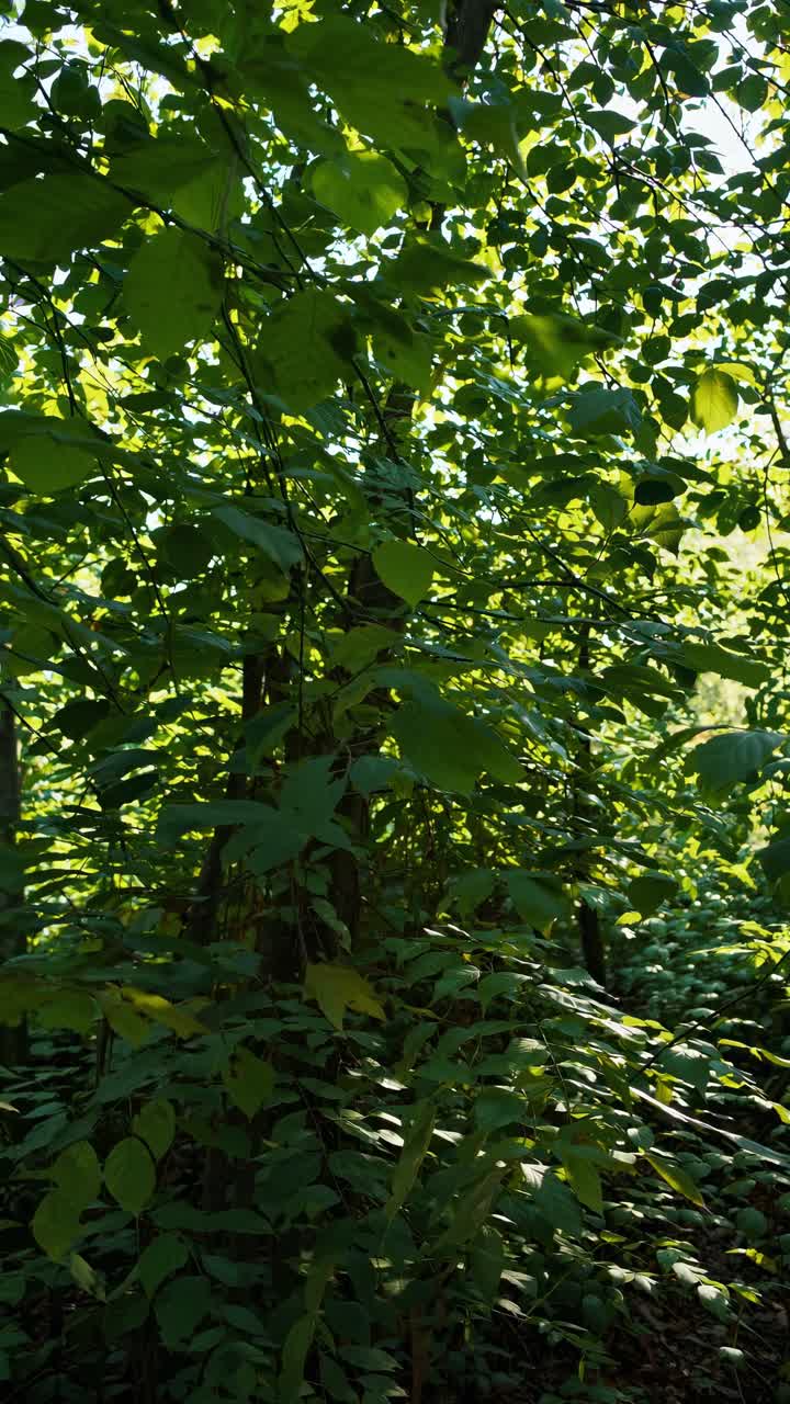 La luce solare filtra attraverso le foglie verdi della foresta