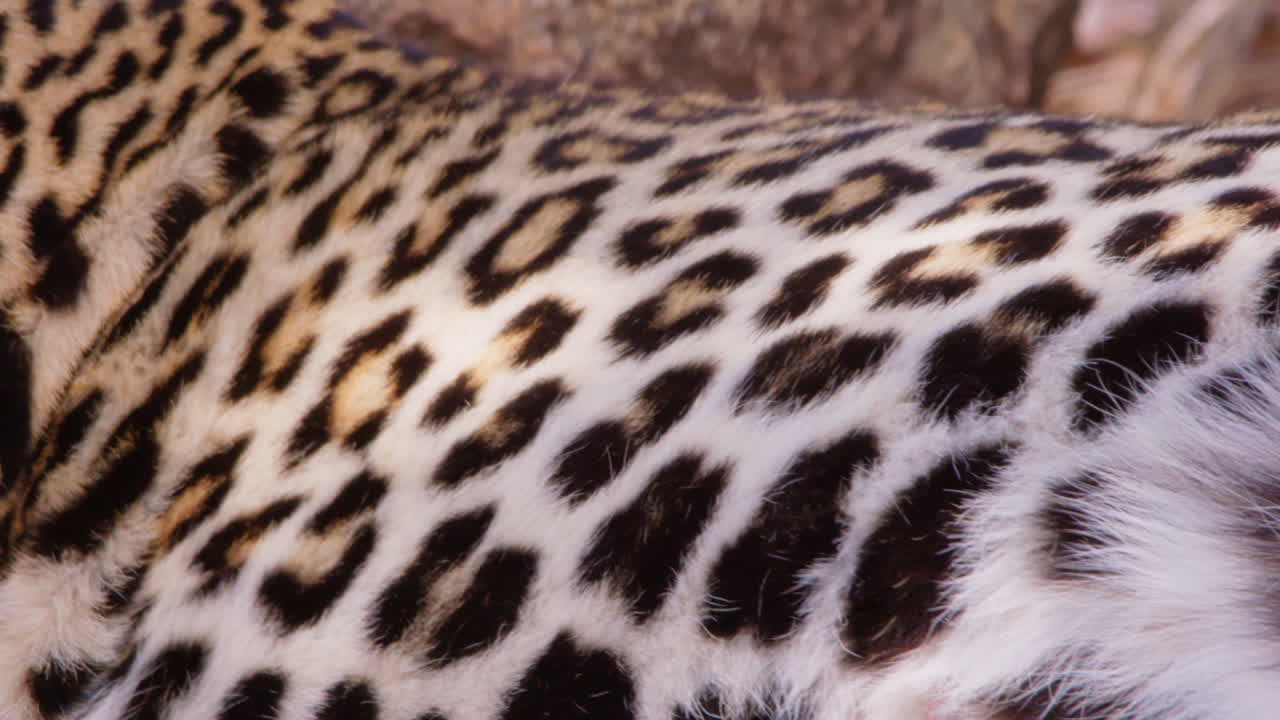 Leopardo ofegando na savana seca ao meio-dia