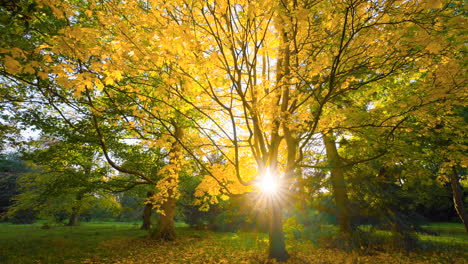 autumn leaves and sunlight in a park