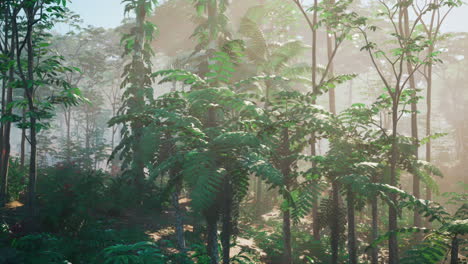 lush green jungle with sunlight and fog