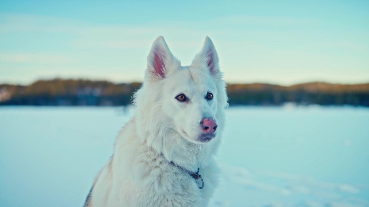 Close-up Portrait Of An Alaskan Malamute Dog Sitting Outdoors In A Frozen Winter Landscape.