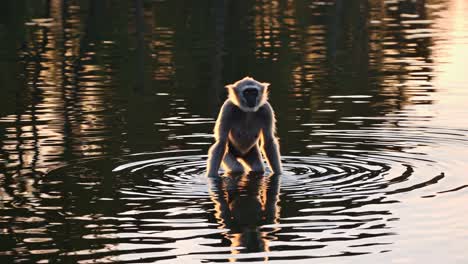 monkey in the water at sunset