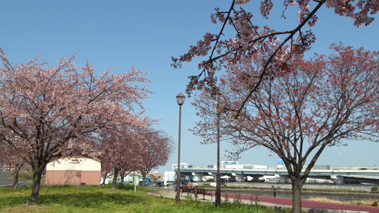 Ampia inquadratura statica di alberi di sakura rosa che costeggiano un parco fluviale a Tokyo, Giappone.