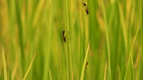 bee in rice grass - makin selter