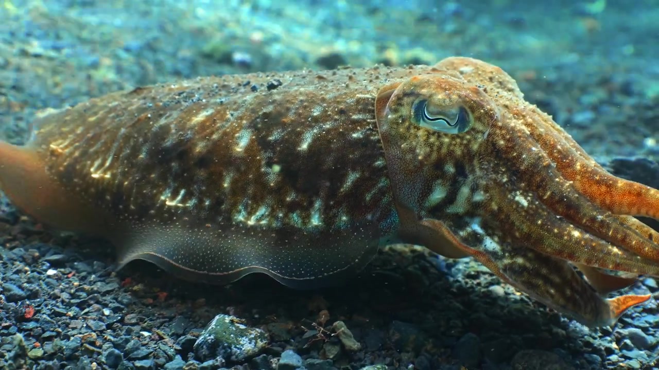 Movimento di un cefalopode attraverso la barriera corallina, che atterra accanto a un compagno sotto i raggi del sole.