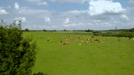 Aerial-footage-over-field-where-are-cows,-farmed-animals-on-green-pastures,-beautiful-summer-scenery-in-a-natural-setting,-Eastern-poland-shot-by-drone