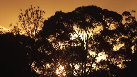 Australischer-Sonnenuntergang,-Goldene-Stunde,-Sonne-Hinter-Großen-Gummibäumen,-Australien,-Maffra,-Gippsland,-Victoria