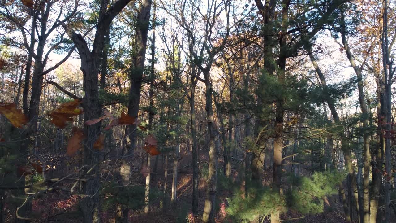 volando a través de los árboles del bosque en el parque provincial de pinery durante el otoño en ontario, canadá