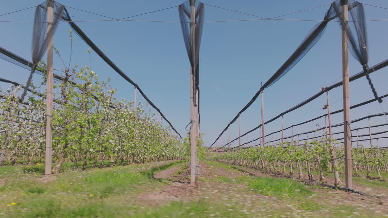 Apple Orchard in Springtime