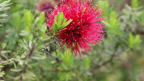 escobilla para biberón rojo primer plano de la planta, área de busselton, australia