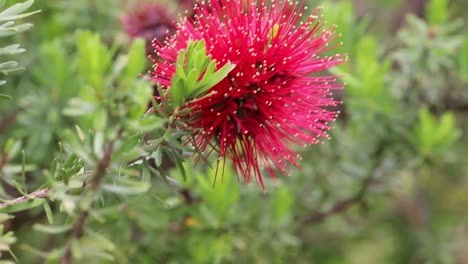 red bottle brush plant close up shot, busselton area australia