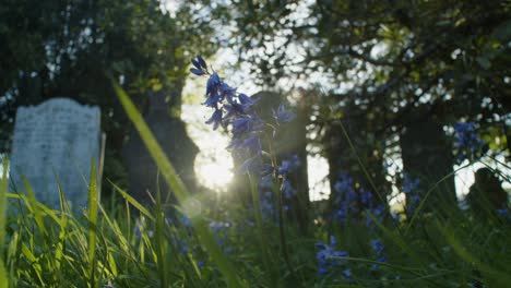 Sunset-mood-at-graveyard-with-violets-at-St