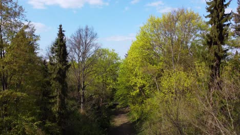 Gruseliger,-Geheimnisvoller-Waldweg-Mit-Großen-Bäumen