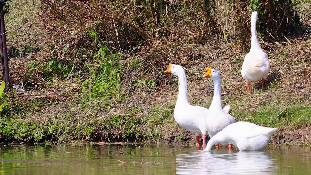 Three white geese stand and drink at grassy pond edge in bright natural daylight