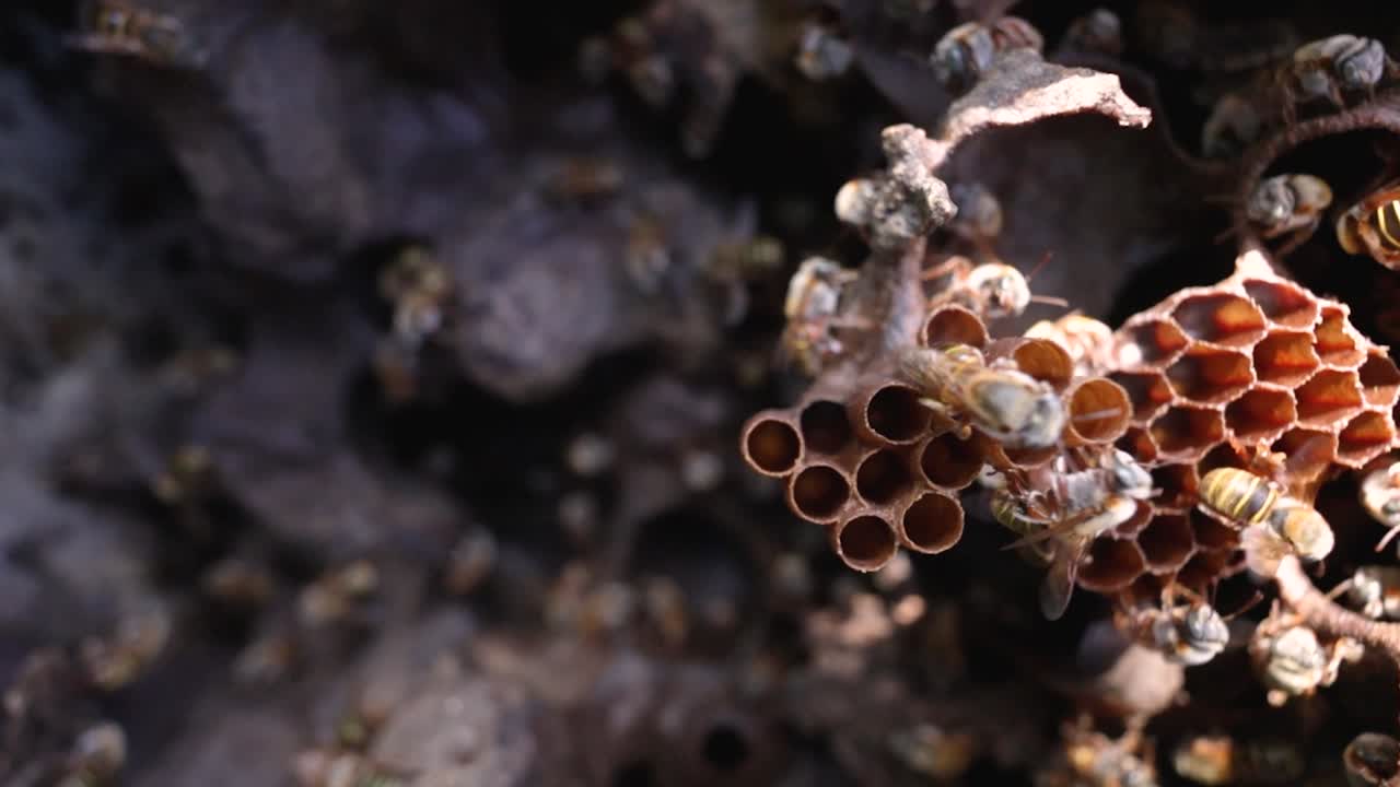 High-energy 4 K macro of melipona stingless bees swarming the honeycomb on the right edge of the frame. Vivid detail, textured hive interior, and rapid wing beats create engaging natural visuals.