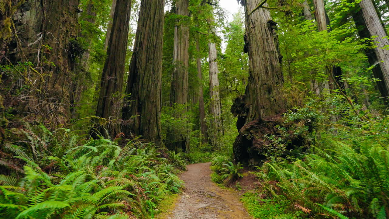 Facendo una passeggiata attraverso la magnifica foresta di sequoie secolari.