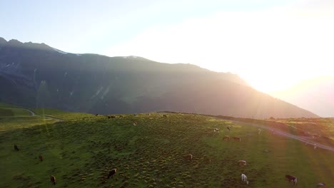 circling cows on a mountain field with setting sun