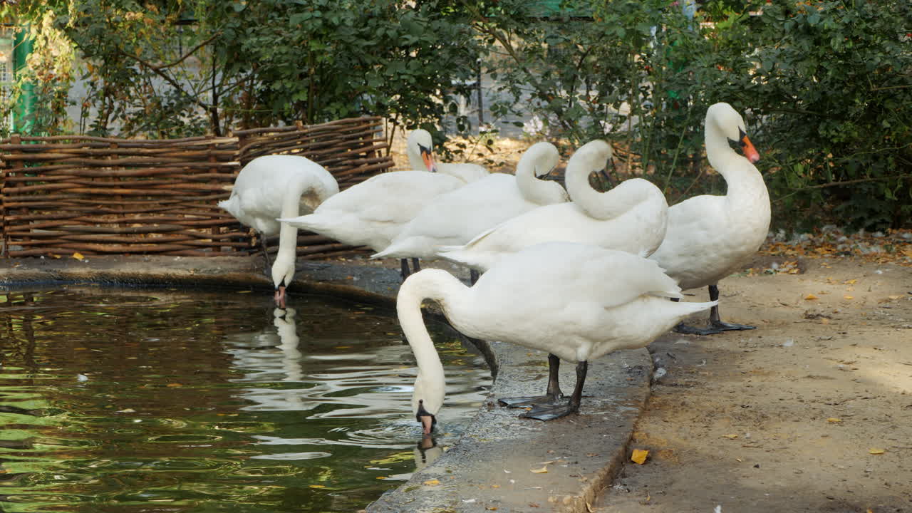 연못 에 있는  백조 들