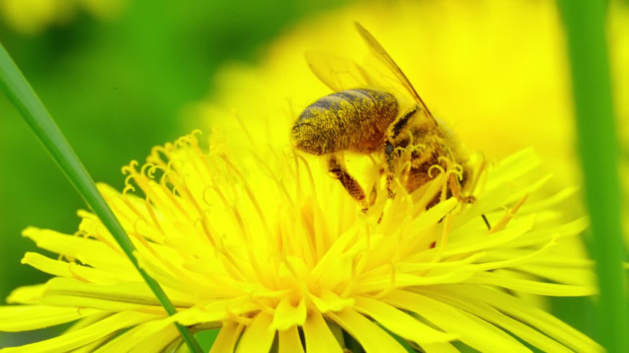 Bee collecting nectar from dandelion in slow motion, macro view in spring sunshine