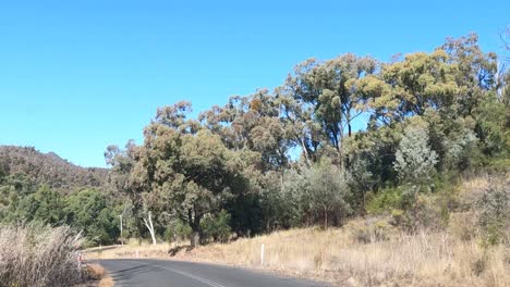 a peaceful drive on a tree-lined road