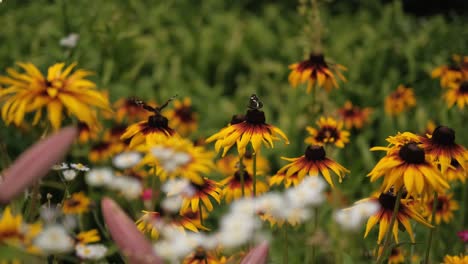 Campo-De-Flor-Amarilla-Viva-Con-Mariposas-En-El-Jardín