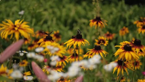 campo de flor amarilla viva con mariposas en el jardín