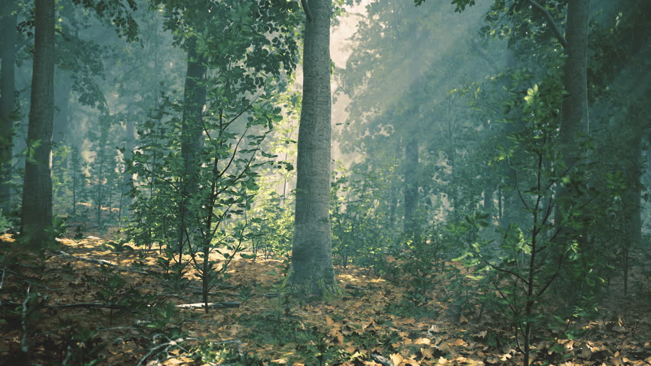 Mysterious forest showcasing sunlight filtering through tall trees