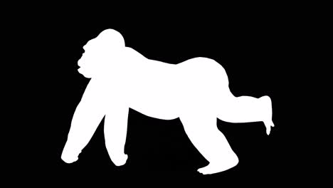 un gorila corriendo sobre fondo negro con canal alfa incluido al final del video, animación 3d, vista lateral, animales animados, animación de bucle sin costuras