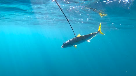 yellowtail fish and fishing pole underwater with beautiful light streaming through