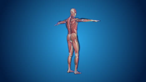 human body anatomy - muscles, nerves, and organs