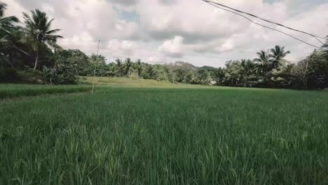 drone descends then swoops over ricefield in zamboanga del sur