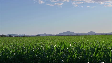 Vista-Panorámica-Del-Campo-De-Maíz-Y-El-Cielo-Azul-En-Tucson,-Arizona,-Estados-Unidos,-Montañas-Picacho-En-La-Distancia