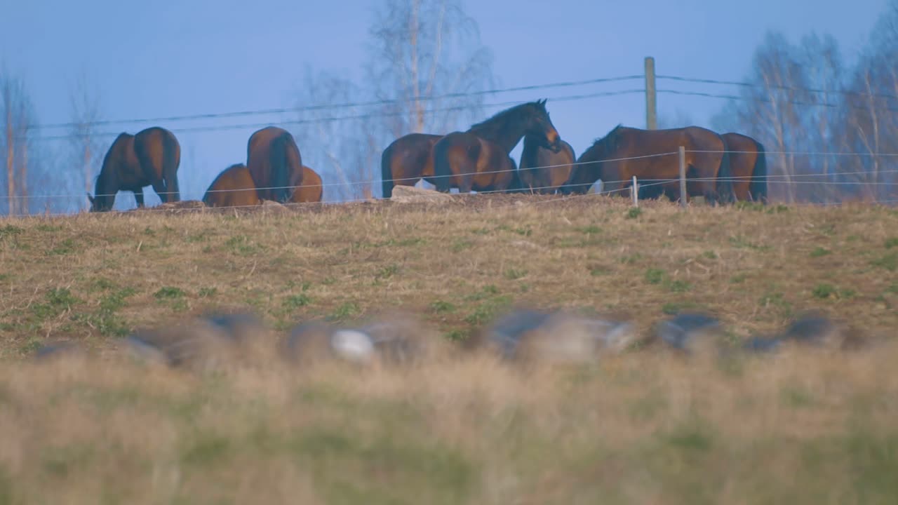 Cavalli che cercano cibo nel prato