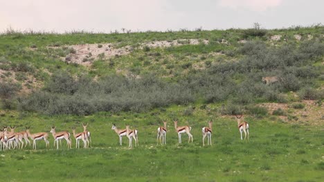 extreme wide shot of a herd of springbok standing still as two leopards walking by on the dune in the kgalagadi transfrontier park