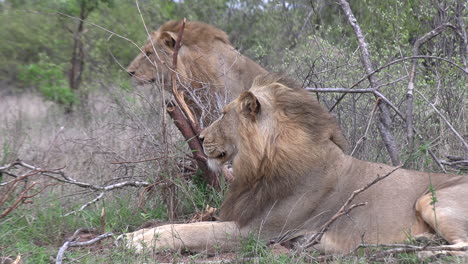 side view of two male lions watching something in the distance