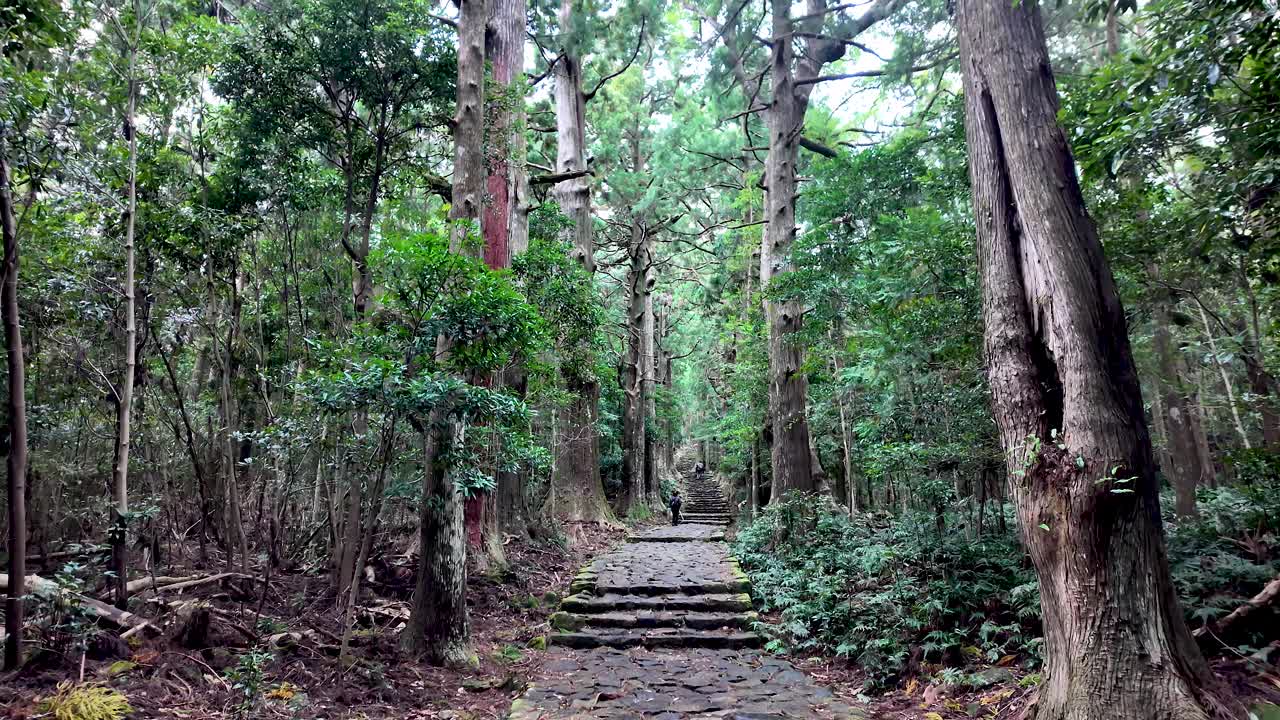 Suggestive stone stairs climbing through the ancient Nachisan cedar forest, part of the Kumano Kodo pilgrimage route in Japan