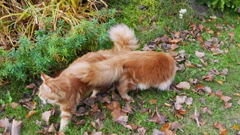 Family-of-Maine-Coons-having-fun-in-backyard-with-fallen-autumn-leaves