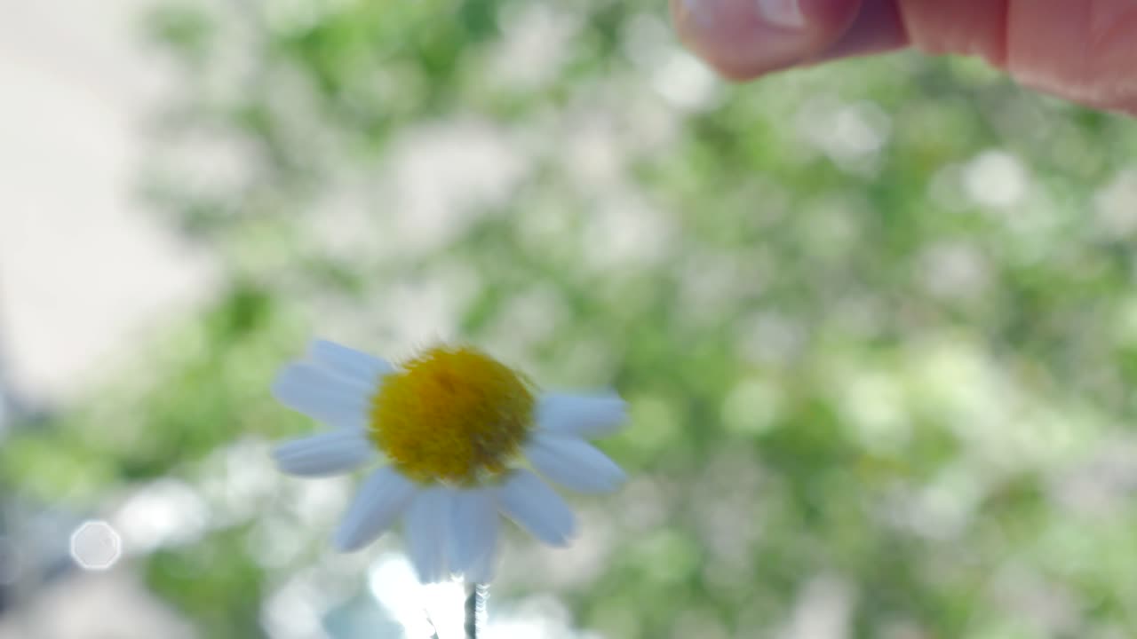 A close shot of a female hand leafing a daisy