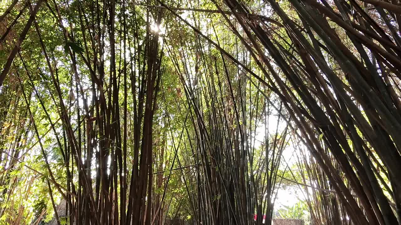 impressive view from below of the sun sneaking into a thick arch of vegetation in Centro de Jiutepec, Mexico