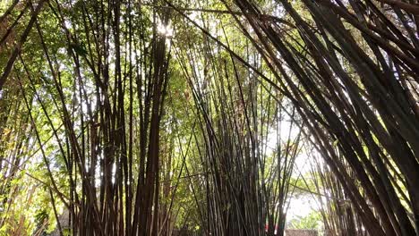 impressive view from below of the sun sneaking into a thick arch of vegetation in centro de jiutepec, mexico