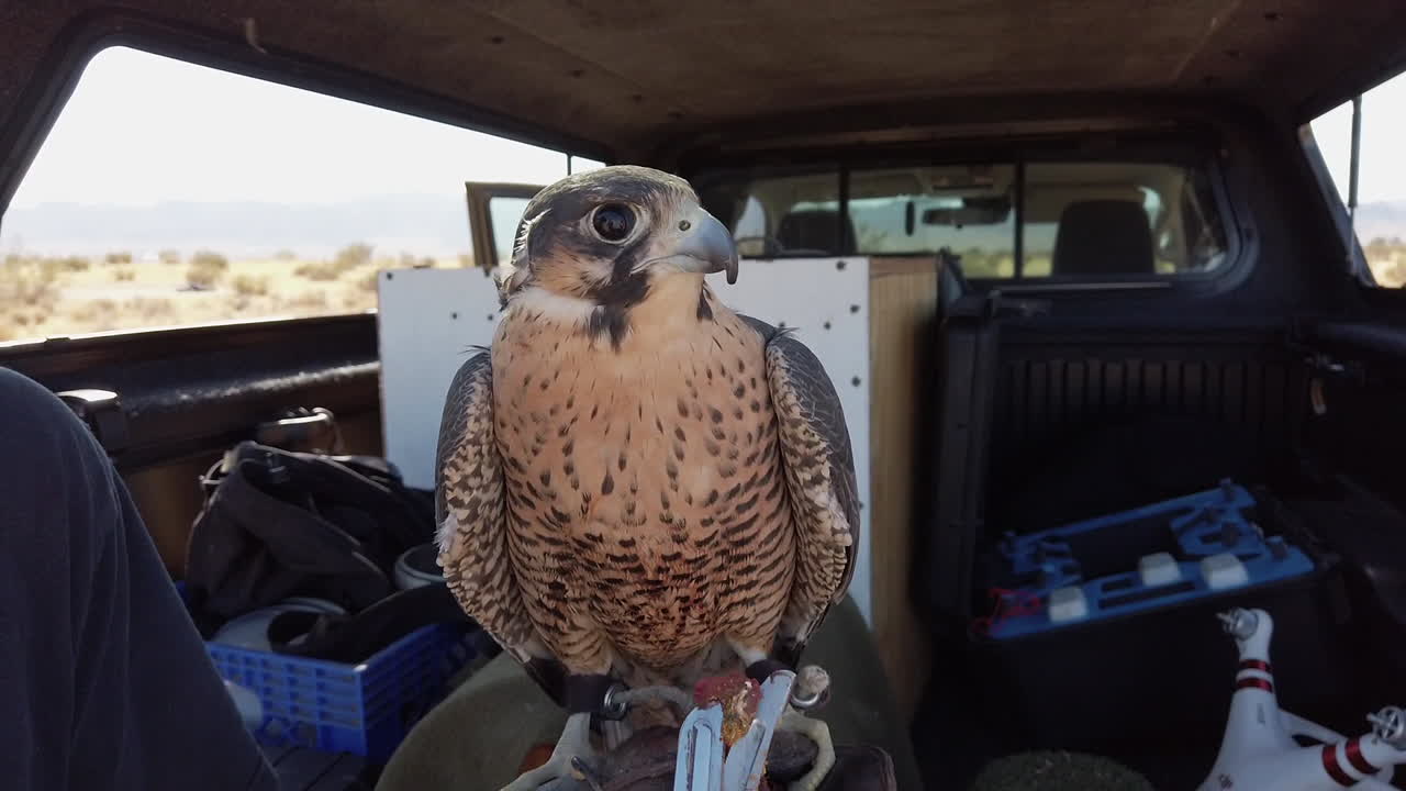 mascota rechazando la comida que le ofrece el dueño