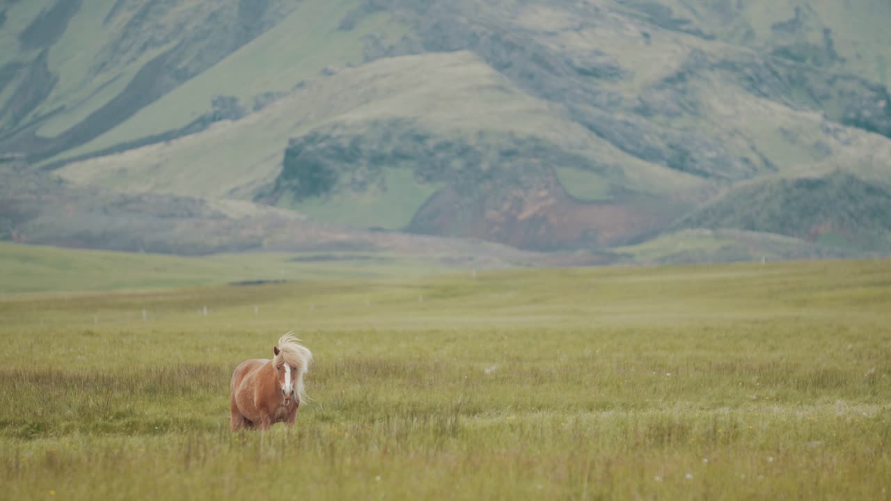 un caballo islandés parado en un campo con montañas al fondo y mirando a la cámara