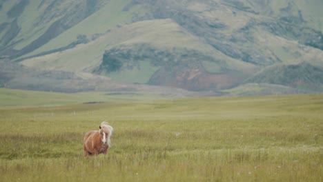 An-Icelandic-horse-standing-on-a-field-with-mountains-on-background-and-looking-at-camera