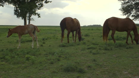 camera drifts through horses grazing in a  field