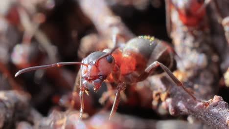 ant close-up in the wild.