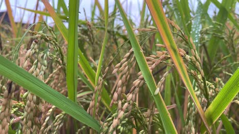 yellow ripe paddy on the rice field ready to harvest